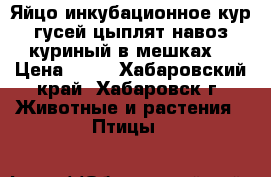 Яйцо инкубационное кур,гусей,цыплят,навоз куриный в мешках. › Цена ­ 60 - Хабаровский край, Хабаровск г. Животные и растения » Птицы   